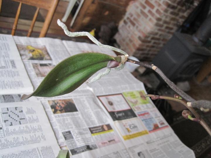 Orchid Babies! Potting an Orchid Keiki